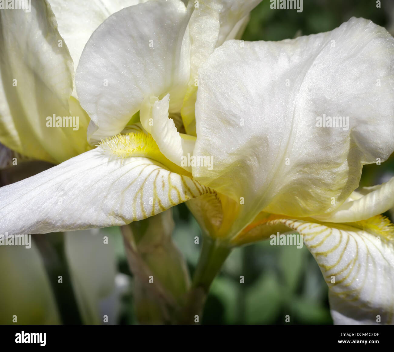 Dans le jardin en fleurs, les iris jaune pâle. Banque D'Images