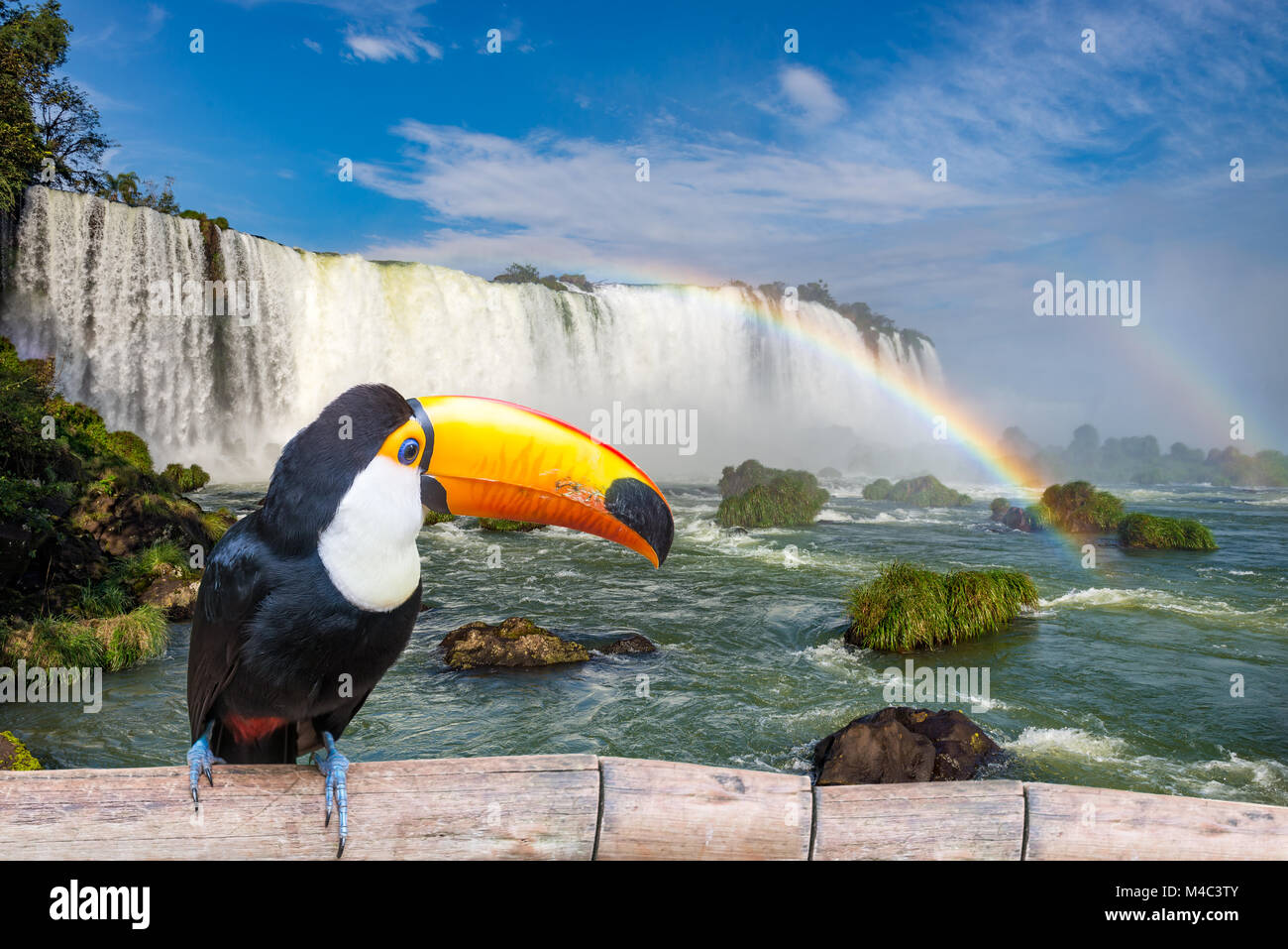 Toucan au Majestic cataratas Iguasu Falls Banque D'Images