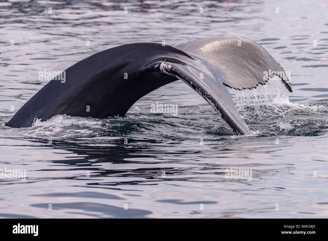 Baleine dans le banc Stellwagen Marine Sanctuary dans Massachusetts Banque D'Images