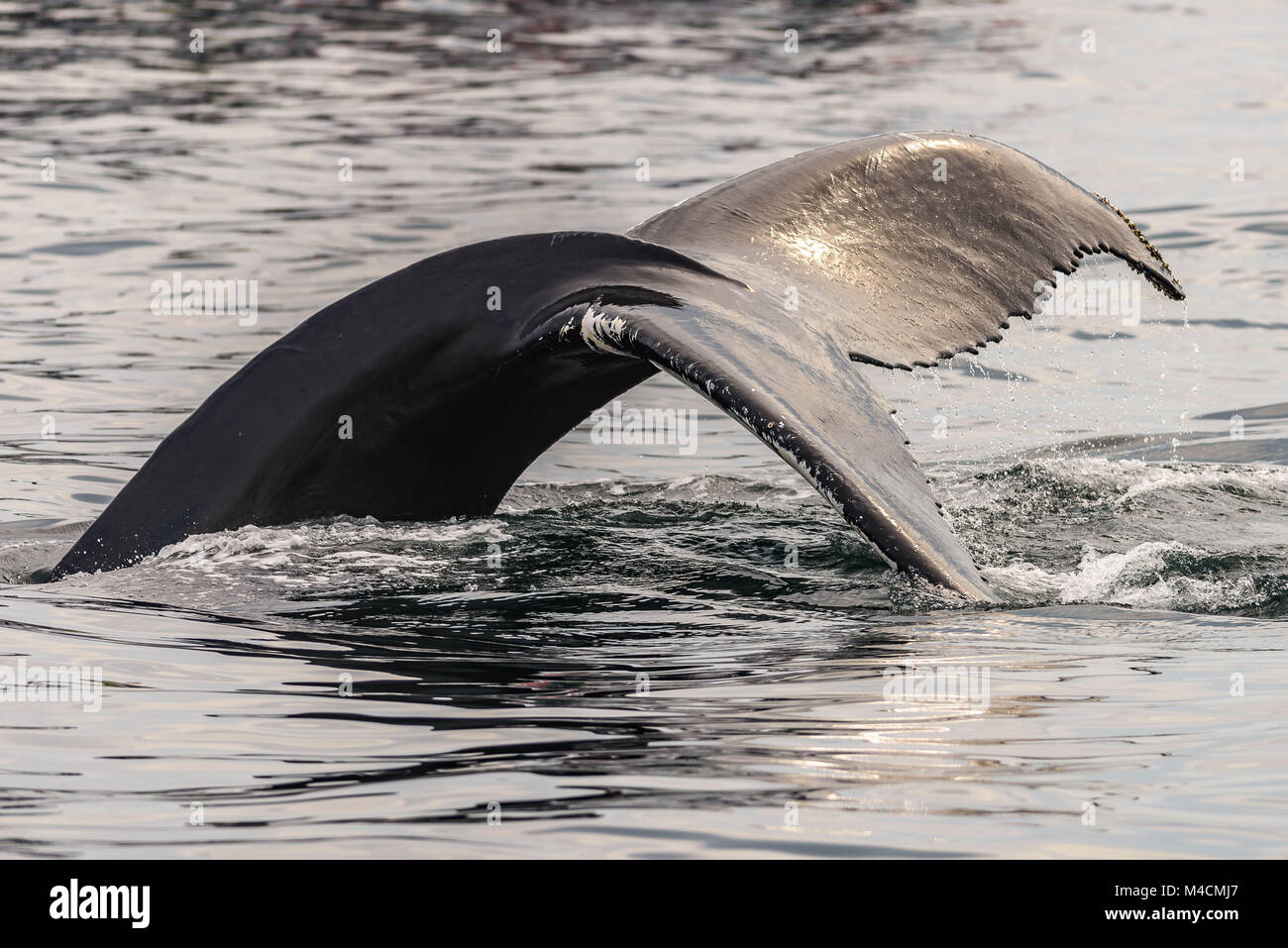 Baleine dans le banc Stellwagen Marine Sanctuary dans Massachusetts Banque D'Images
