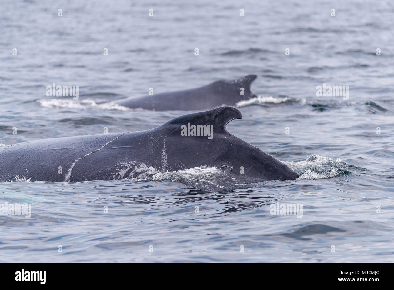 Les baleines dans le sanctuaire marin banc Stellwagen dans Massachusetts Banque D'Images