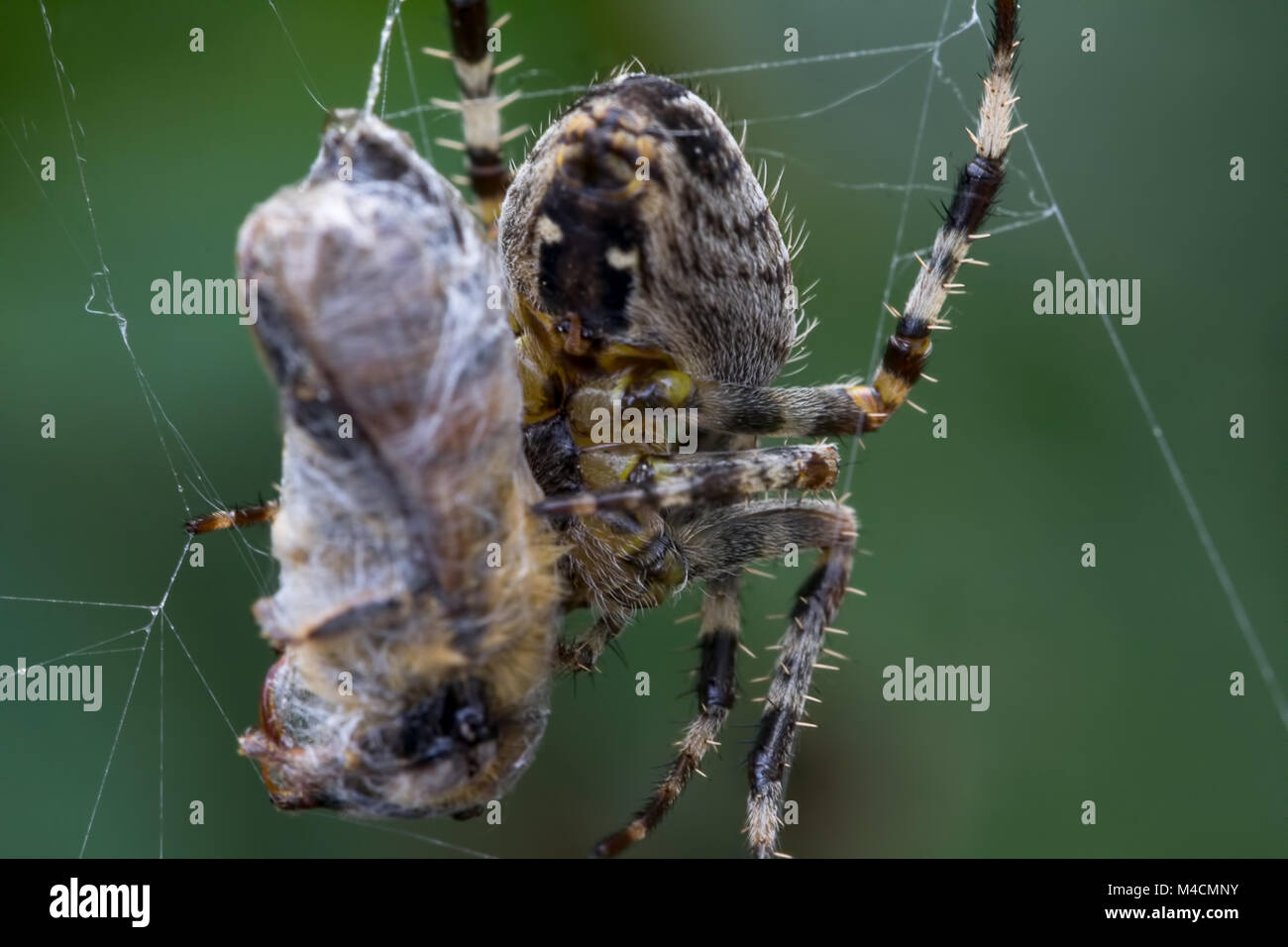 Macro image de l'araignée de jardin commune (Araneus diadematus) au Royaume-Uni encapsule une abeille de Carder commune (bombus pascuorum) attrapée dans son web Banque D'Images