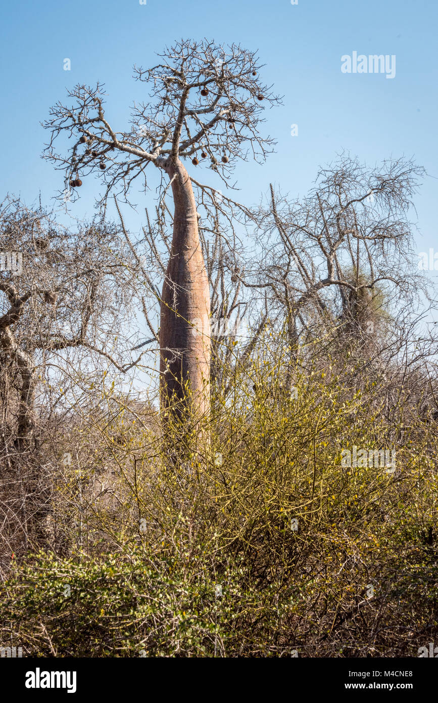 Baobabs, Ifaty, Madagascar Forêt épineuse Banque D'Images