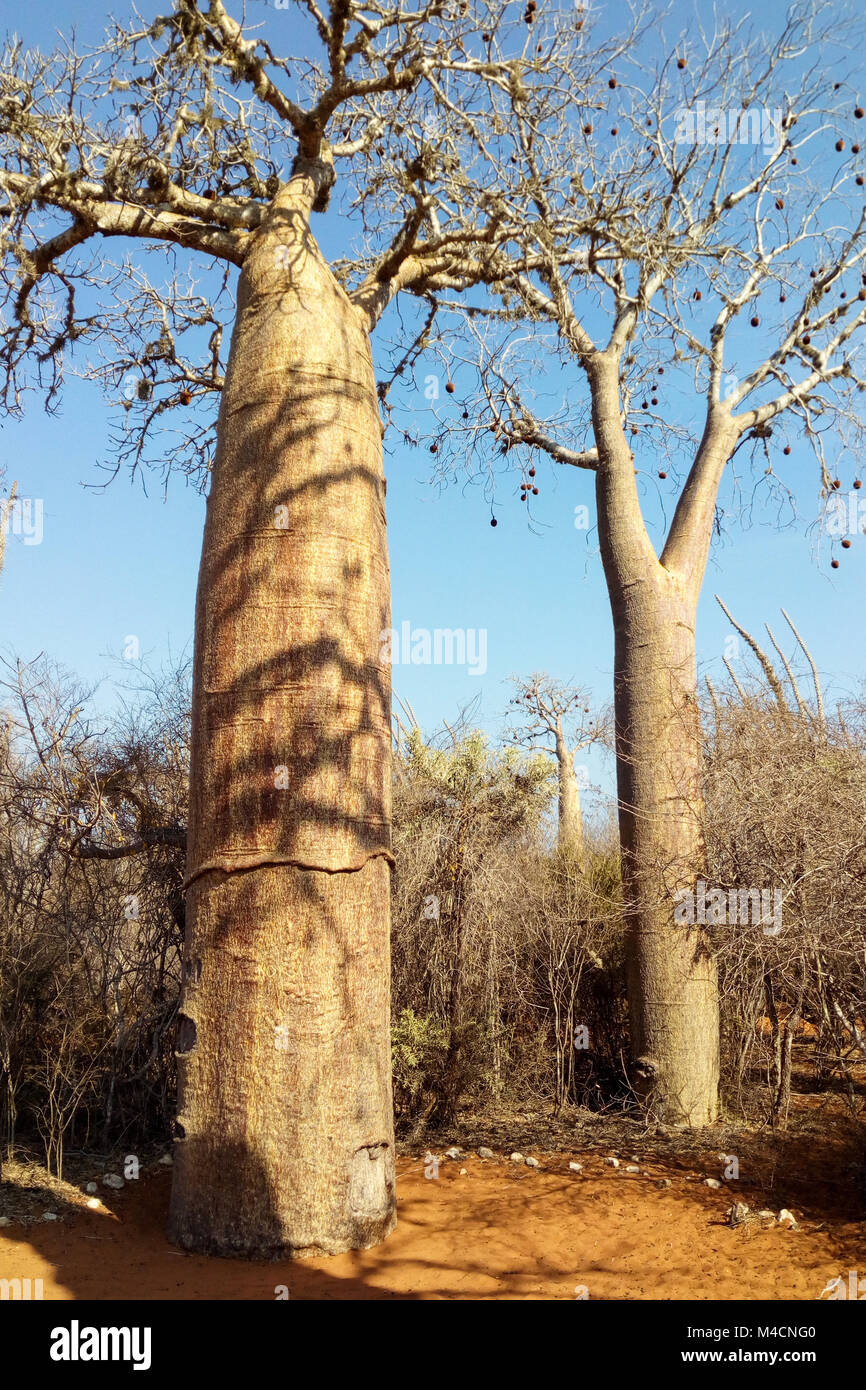 Baobabs, Ifaty, Madagascar Forêt épineuse Banque D'Images