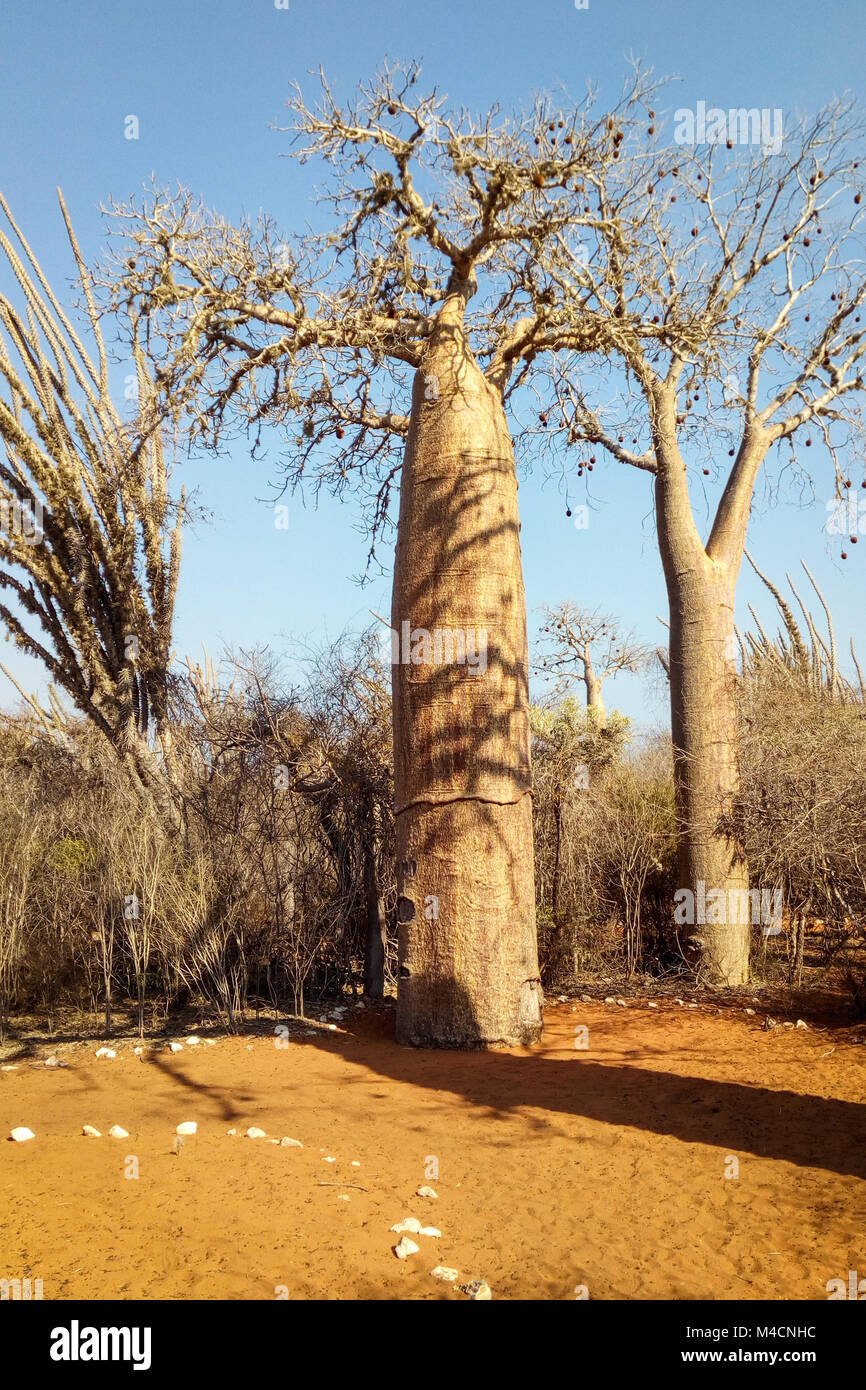 Baobabs, Ifaty, Madagascar Forêt épineuse Banque D'Images