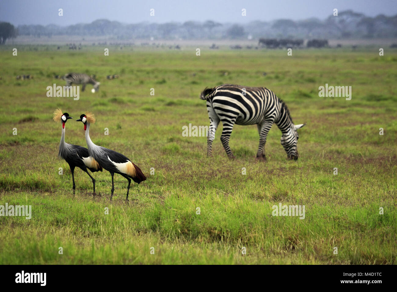 Deux grues couronnées grises et des zèbres dans le parc national Amboseli Banque D'Images