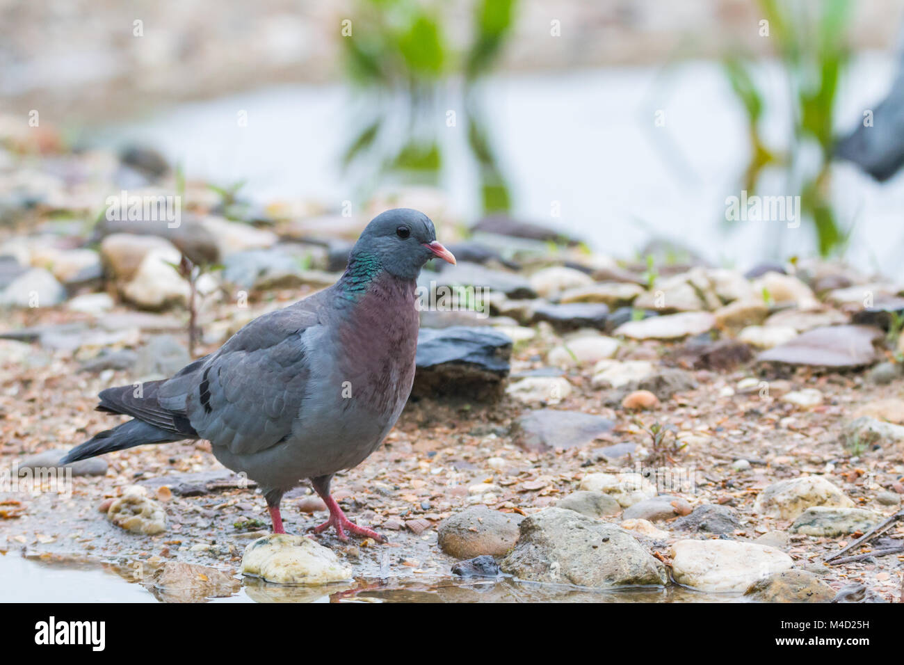 Pigeon colombin Banque D'Images