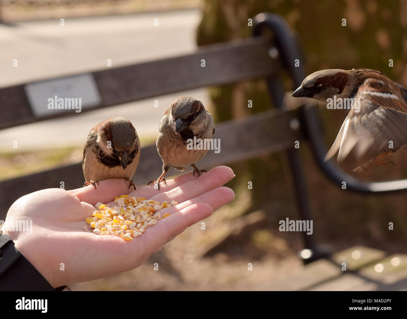 Peu d'oiseaux marron eating corn selon une main tendue. Banque D'Images