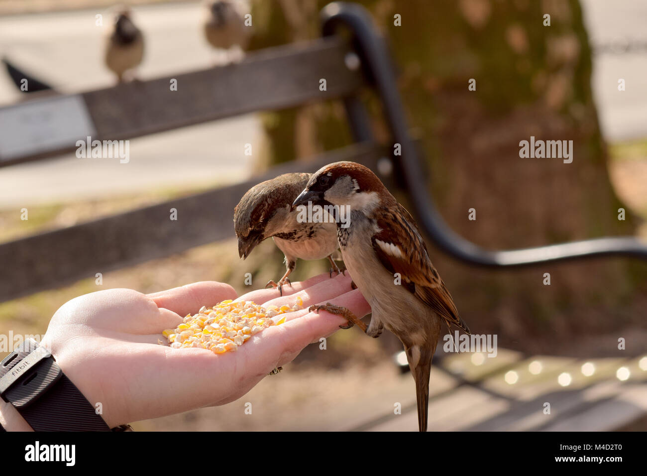 Peu d'oiseaux marron eating corn selon une main tendue. Banque D'Images