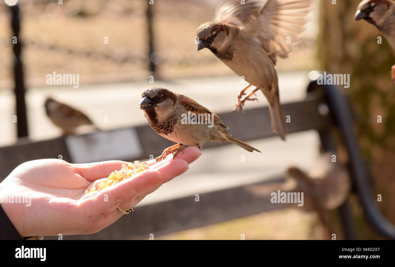Peu d'oiseaux marron eating corn selon une main tendue. Banque D'Images