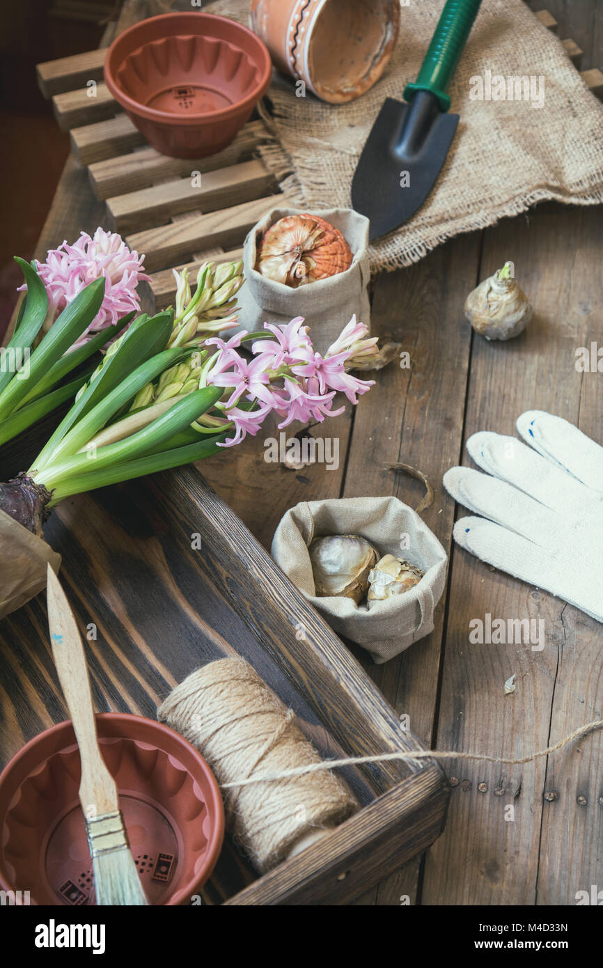 Outils de jardin semis gladiolus bulbes hyacinth Banque D'Images