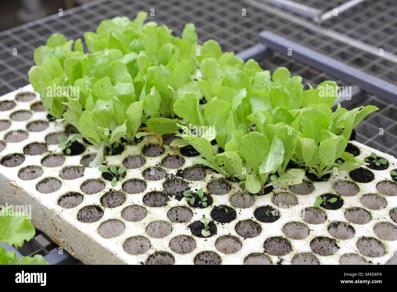 Les semis de salades Banque D'Images