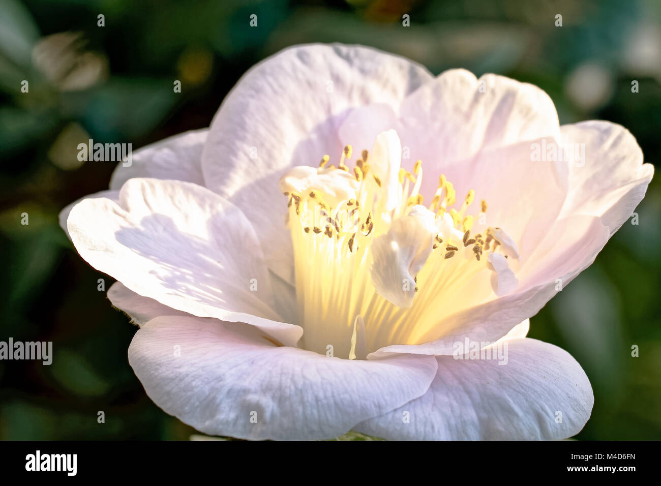 Rose blanche - Camellia Camellia japonica L. 'DW' Davis Banque D'Images