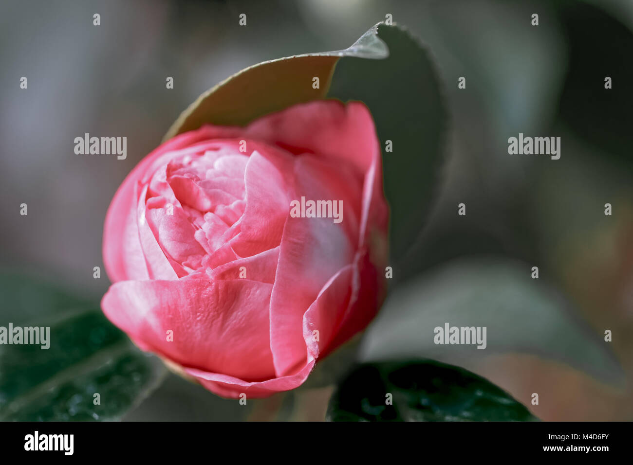 Rose blanche - camellia Camellia japonica L. 'Max' Goodley Theaceae Banque D'Images