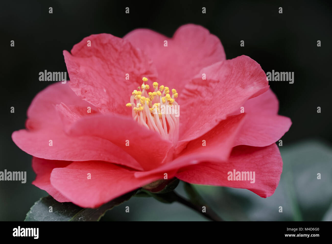 Camélia rouge - Camellia japonica L. 'Fred Sander' Banque D'Images