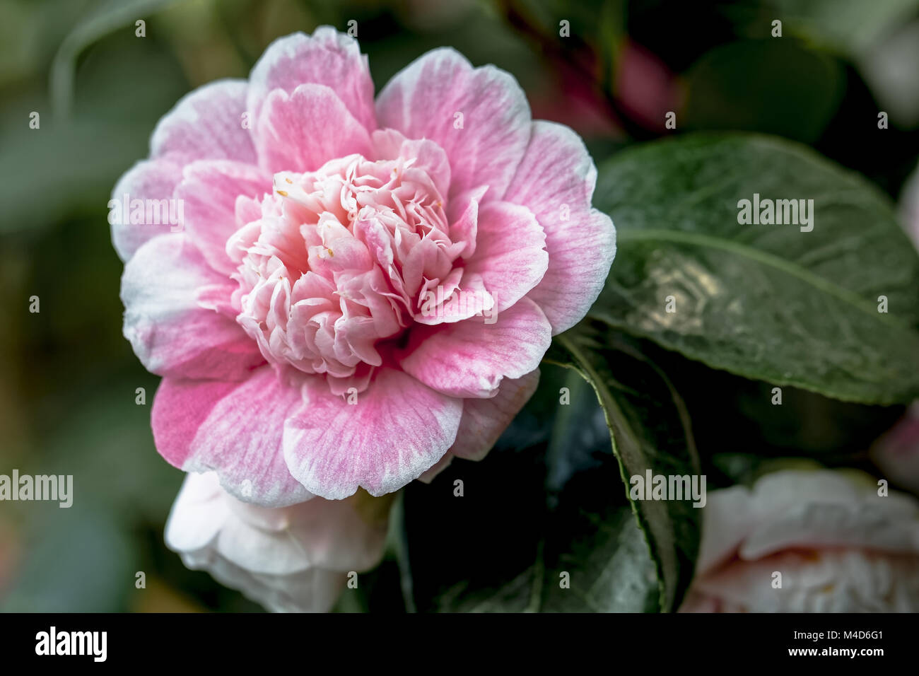 Camellia rose - Camellia japonica L. Duchesse Decazes Theaceae Banque D'Images