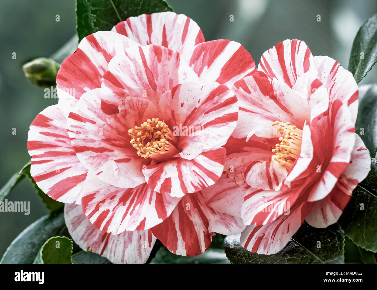 Blanc Rouge - Camellia Camellia japonica L. 'Ezo - Nishiki' Banque D'Images