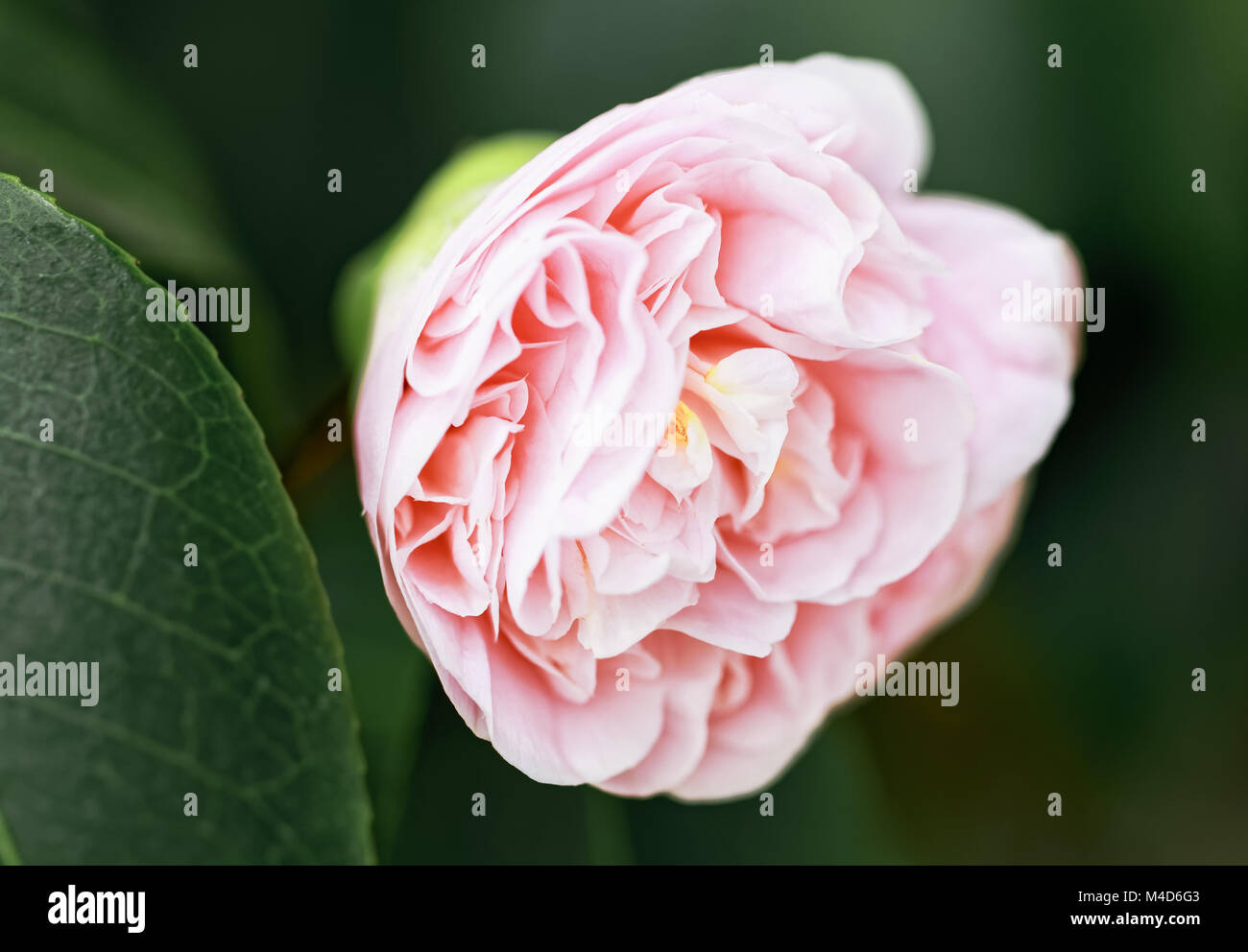 Camellia rose - Camellia japonica demain Banque D'Images