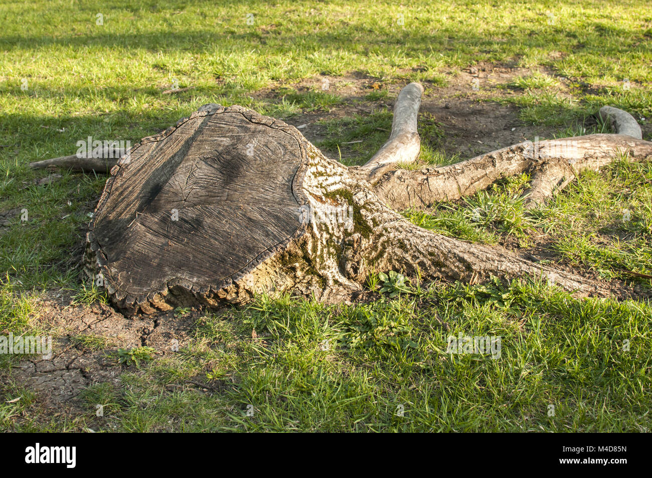 Des souches d'arbres vieux Banque D'Images