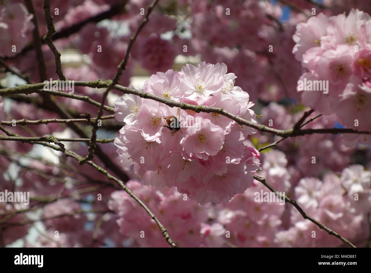 Prunus subhirtella Accolade, Flowering Cherry, avec bumblebee Banque D'Images