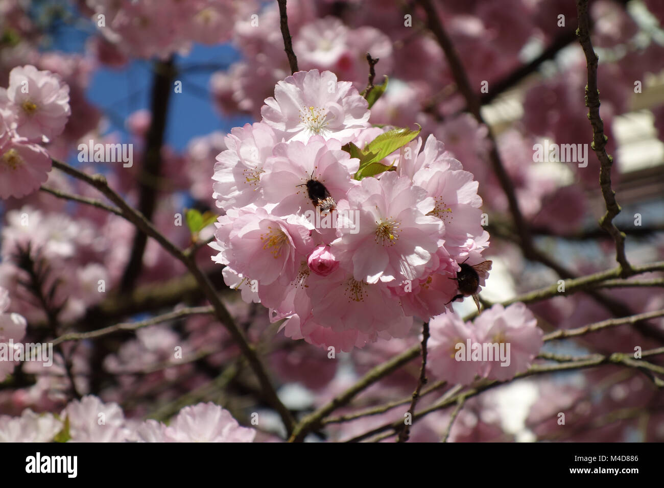 Prunus subhirtella Accolade, Flowering Cherry, avec bumblebee Banque D'Images