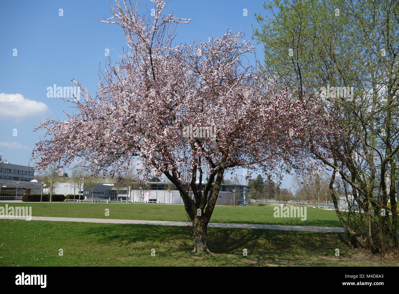 Prunus cerasifera Nigra, Redleaved Cherry Plum Banque D'Images