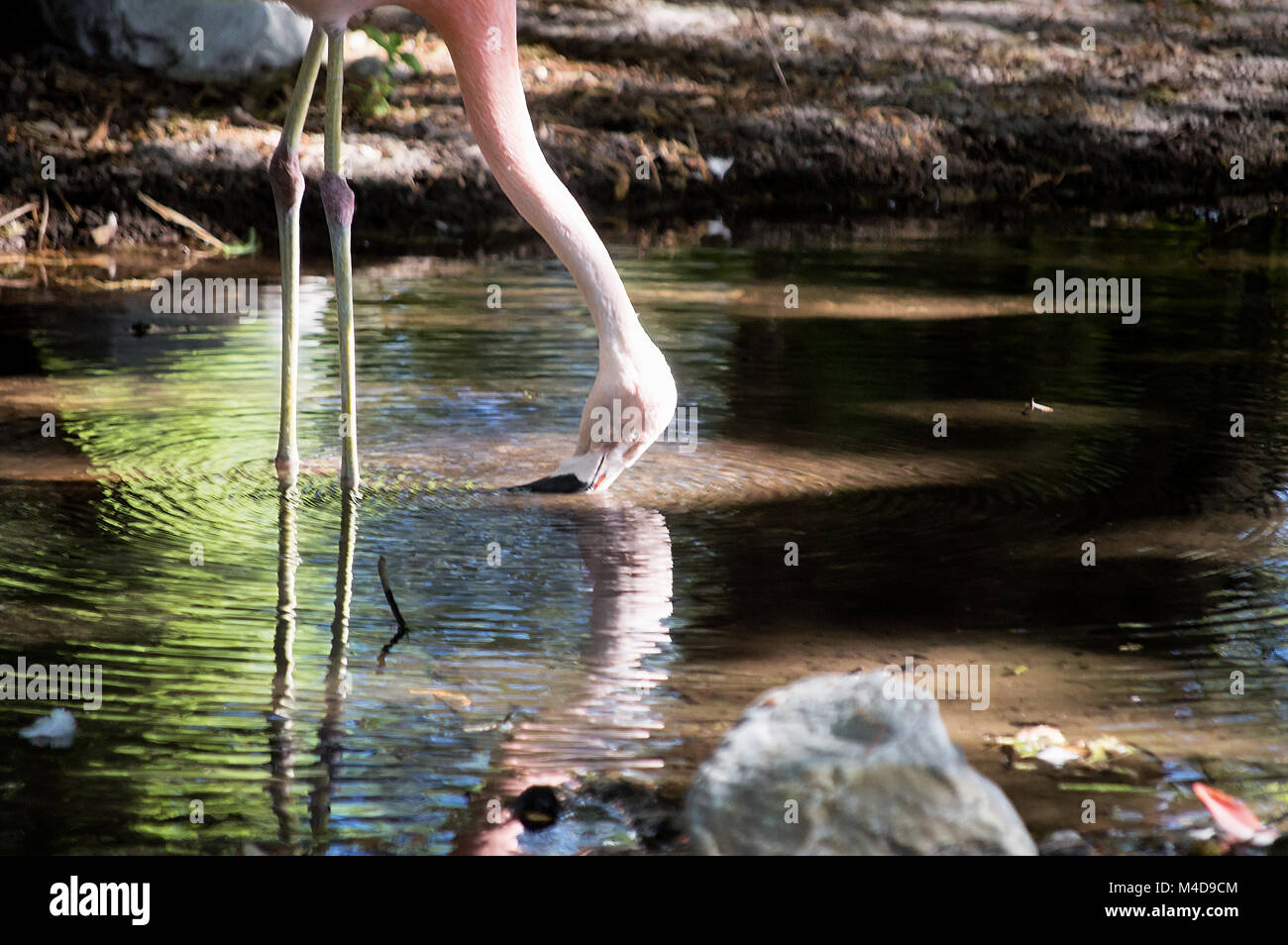 Un flamant rose qui plongent dans une piscine chatoyante de boire de l'eau. Banque D'Images