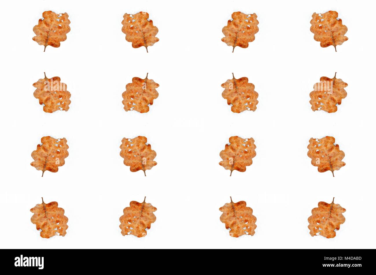 Feuilles de chêne d'automne dans la neige Banque D'Images