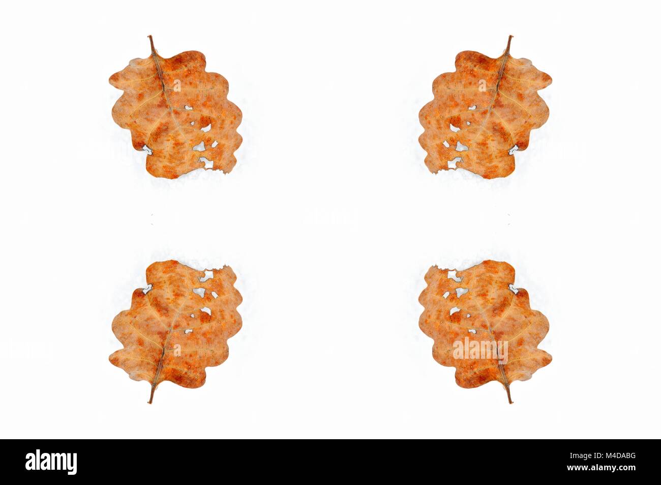 Quatre feuilles de l'automne dans la neige Banque D'Images