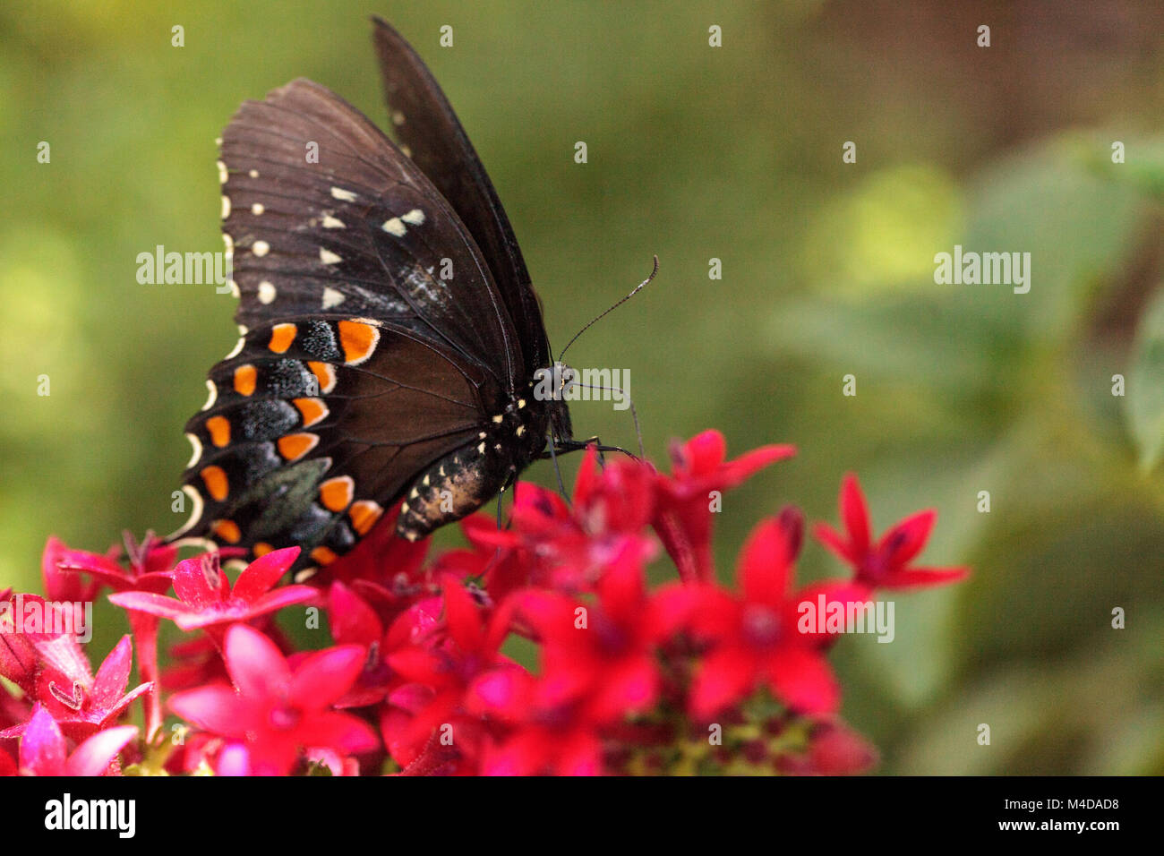 Pterourus Spicebush swallowtail butterfly, Troilus Banque D'Images