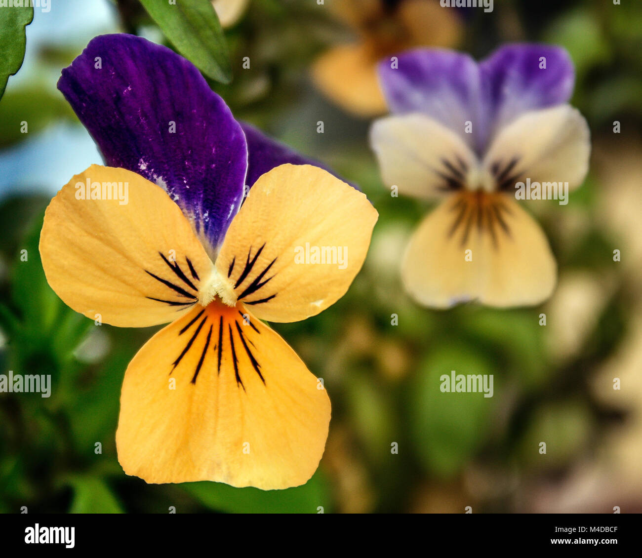 Jaune et violet altos Banque D'Images