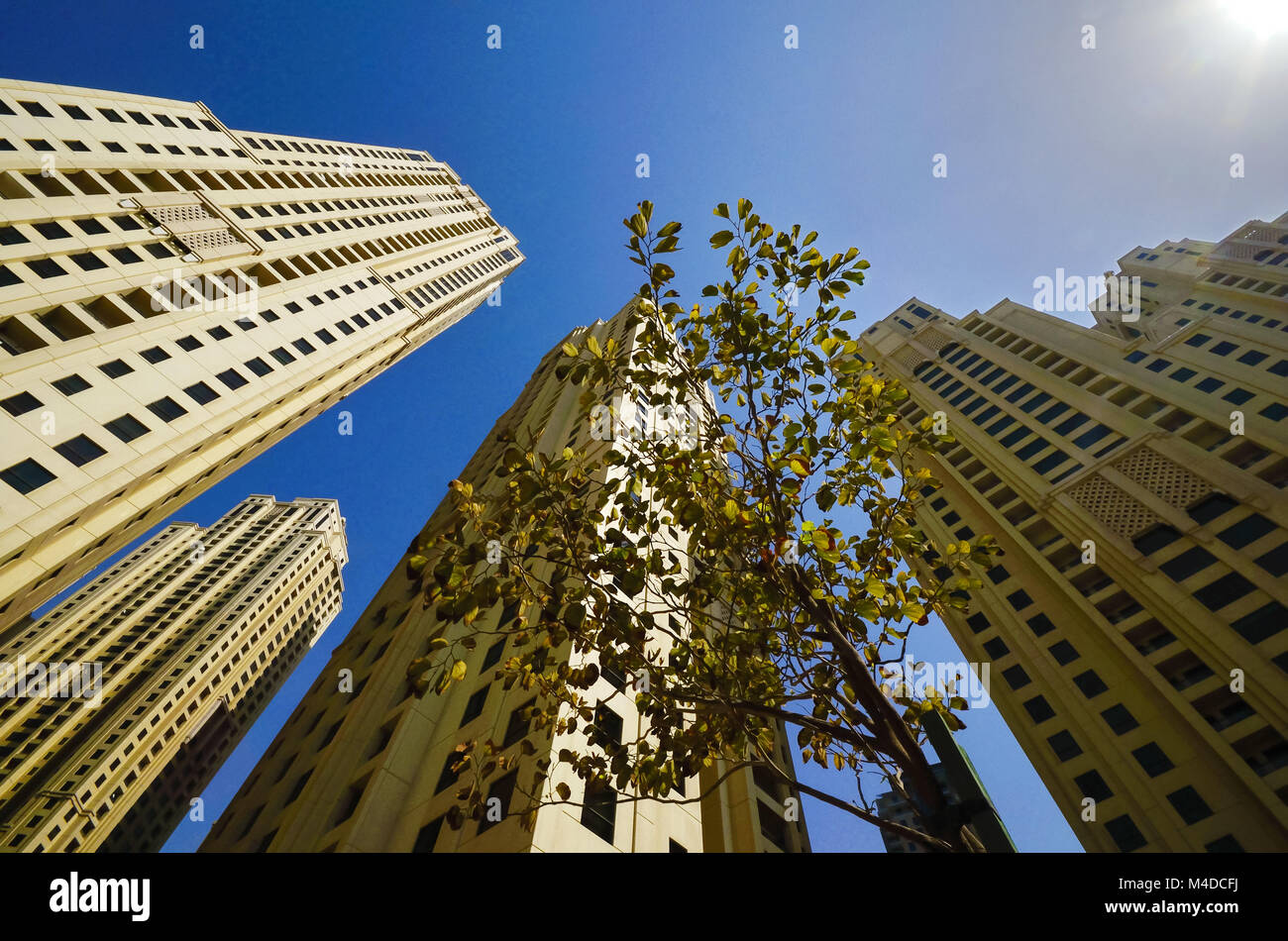 Un arbre à feuilles vertes devant des tours en béton qui s'élève au-dessus Banque D'Images