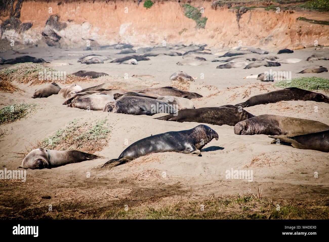 Les éléphants de mer portant sur la plage le soleil en USA Banque D'Images