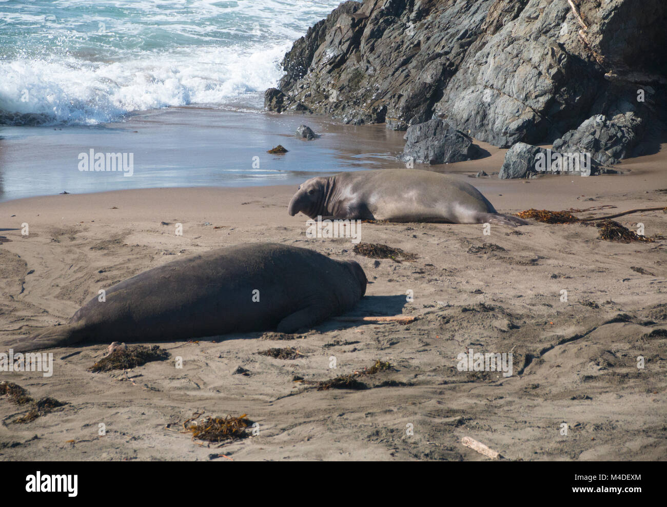 Les éléphants de mer portant sur la plage le soleil en USA Banque D'Images