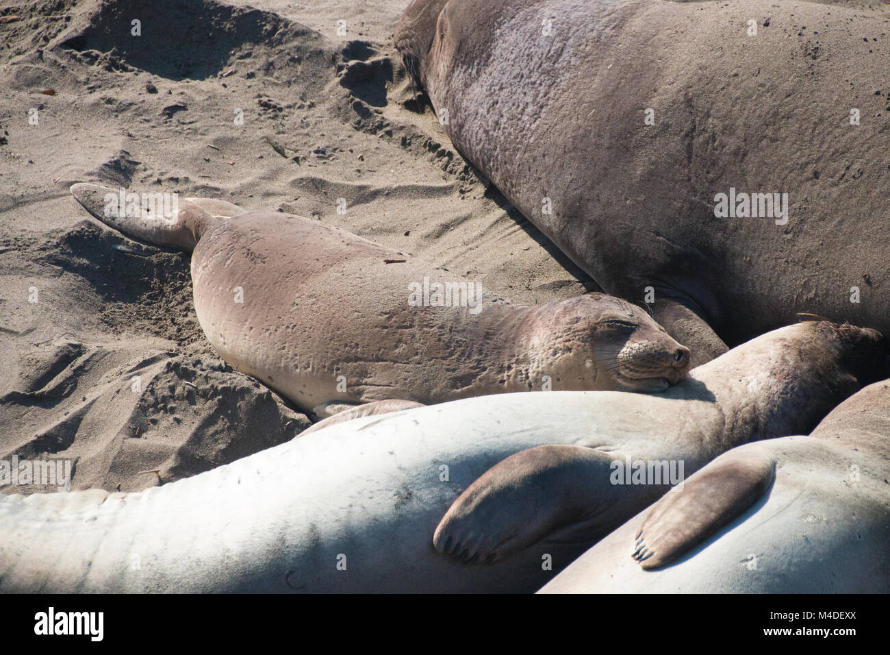 Les éléphants de mer portant sur la plage le soleil en USA Banque D'Images