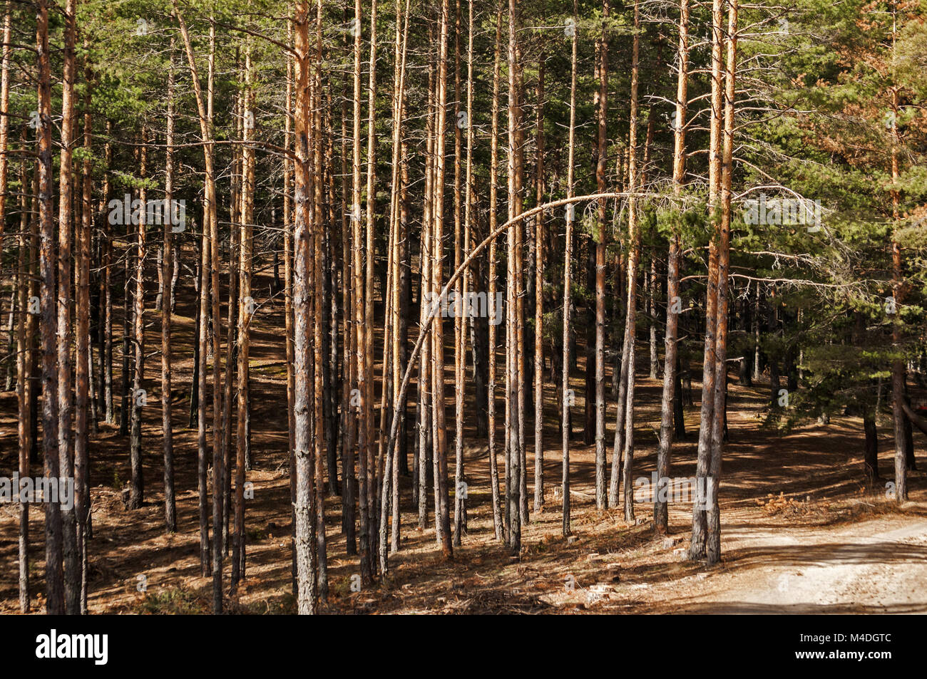 Forêt de pins attaqués par les scolytes graveur Banque D'Images