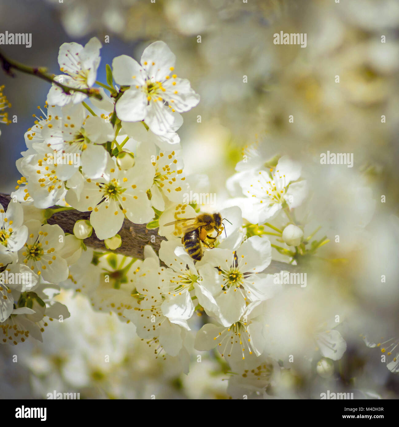 Petite Abeille Profitez du printemps Banque D'Images