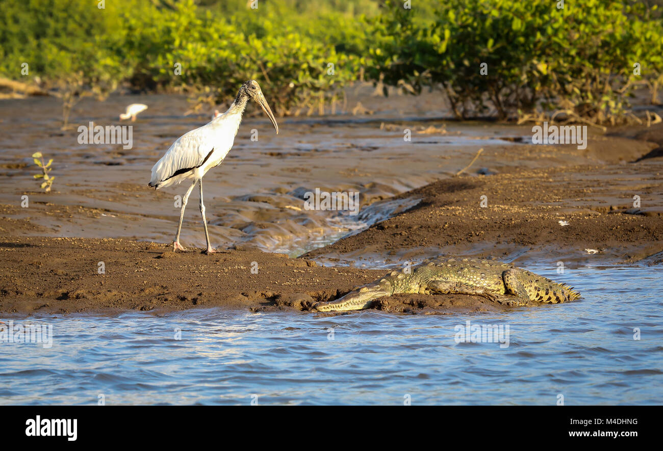Ibis blanc américain et crocodile sur la rive Banque D'Images