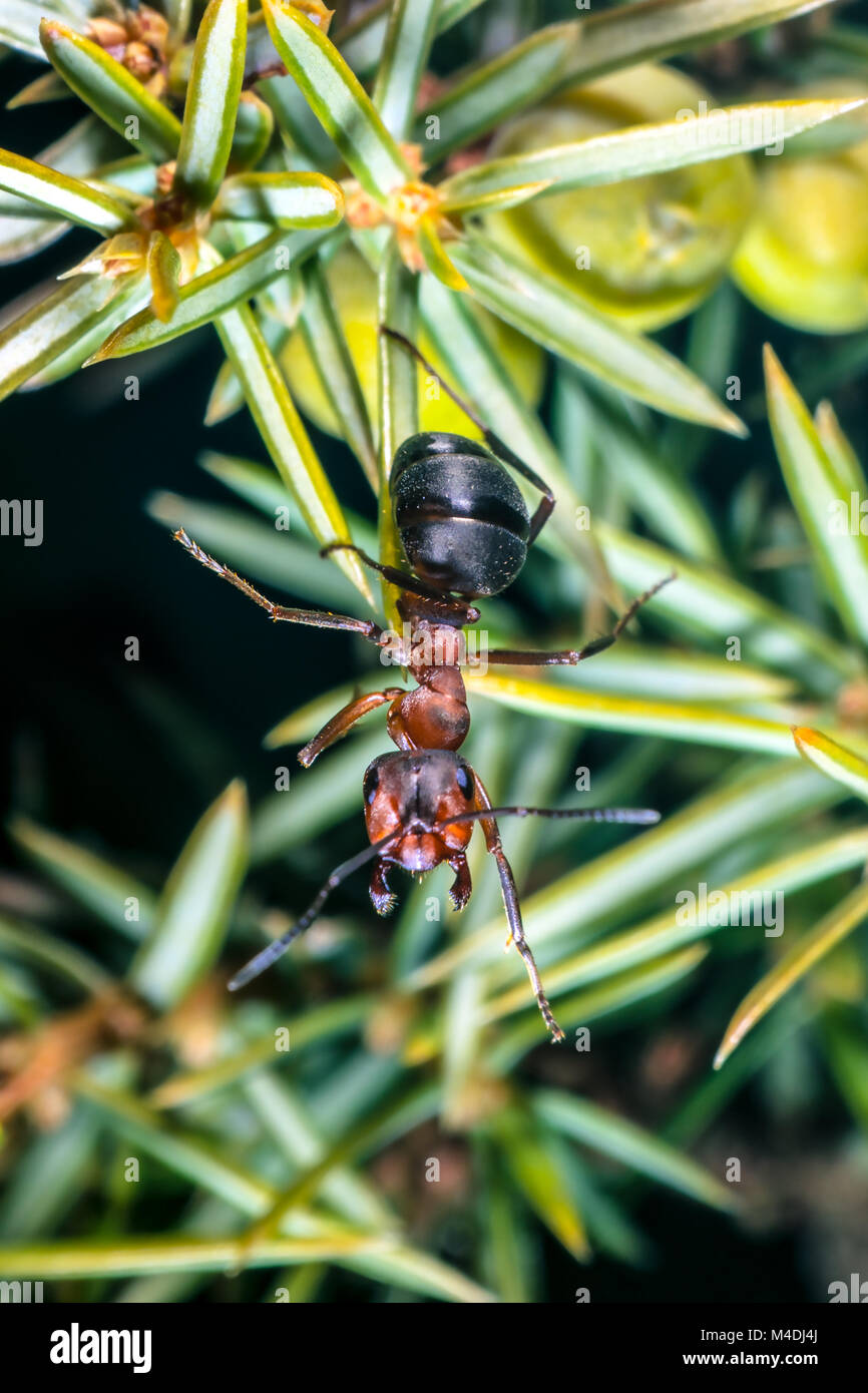 Fourmi rouge Banque D'Images