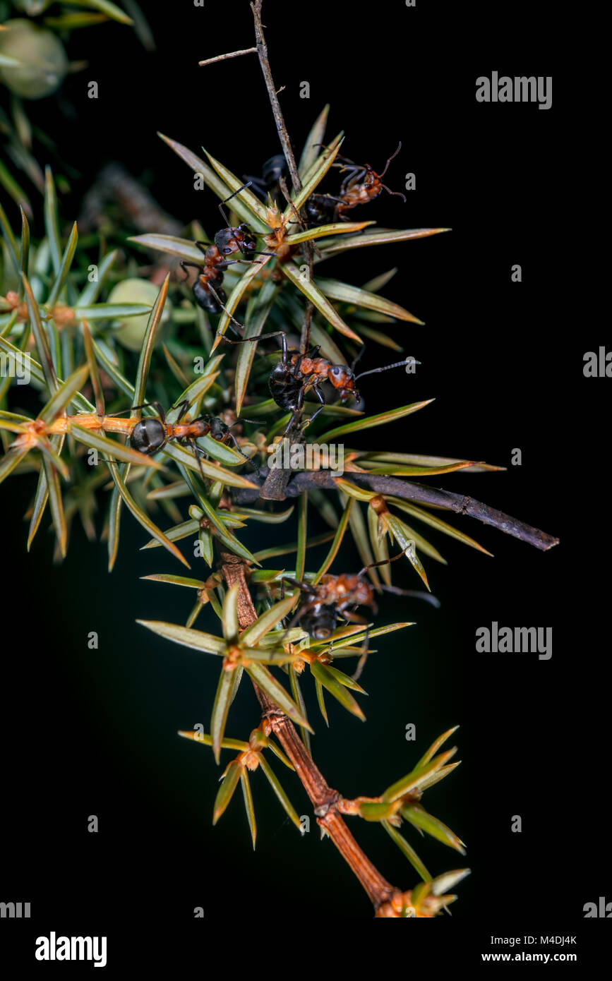Les fourmis des bois rouge Banque D'Images