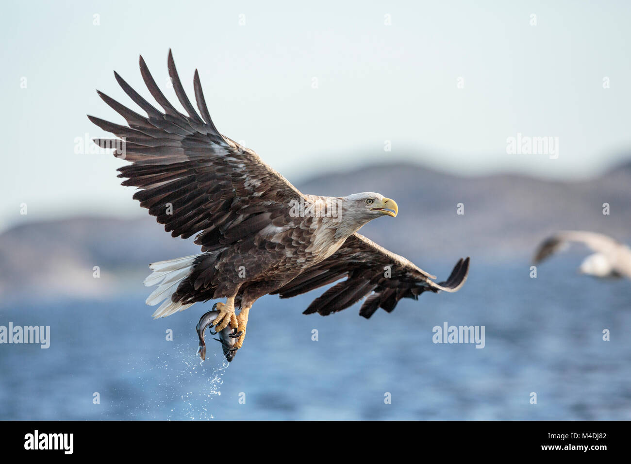 White Tailed eagle la capture de poissons de mer Banque D'Images