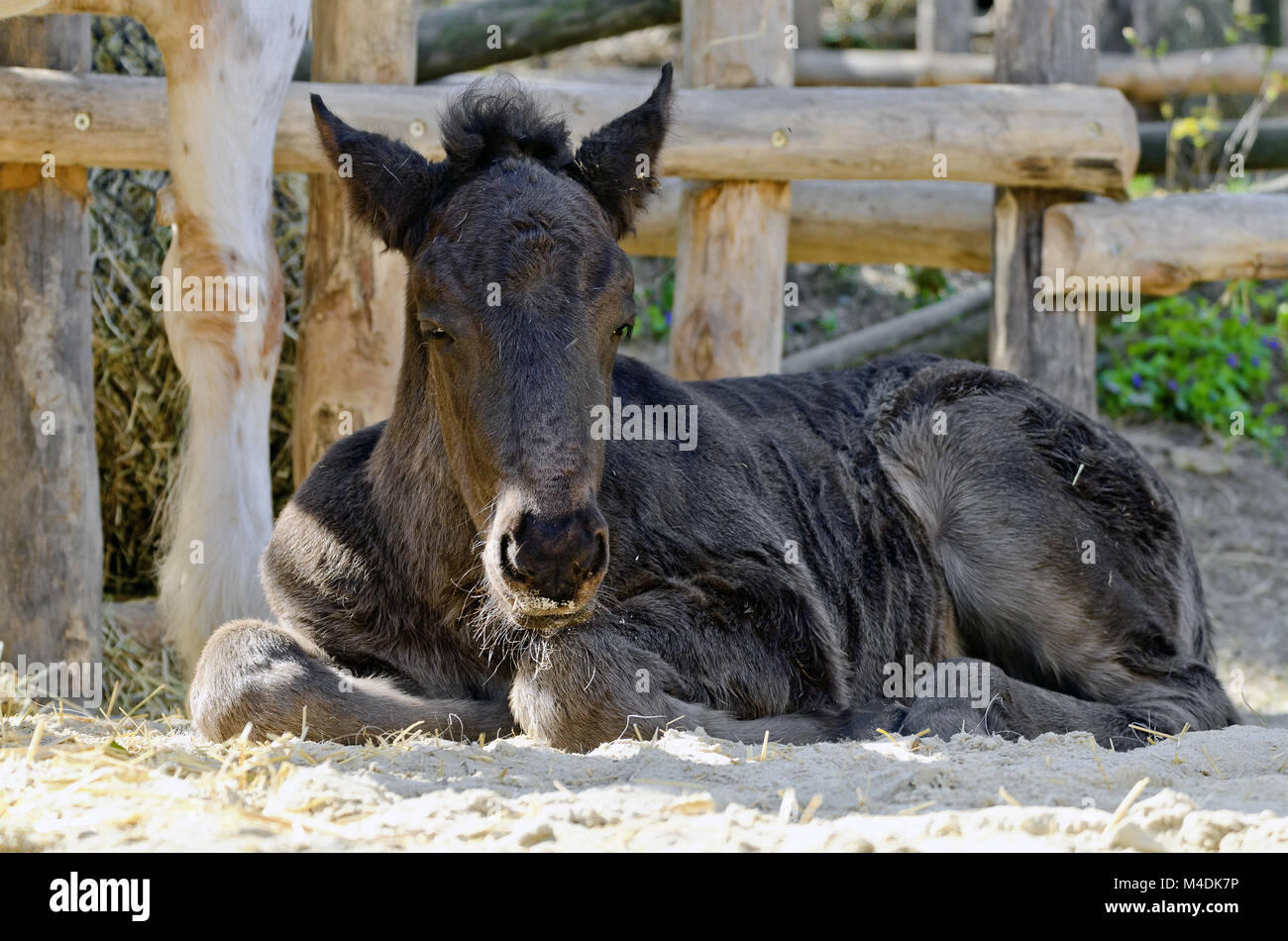 Le poulain de race Noriker Banque D'Images