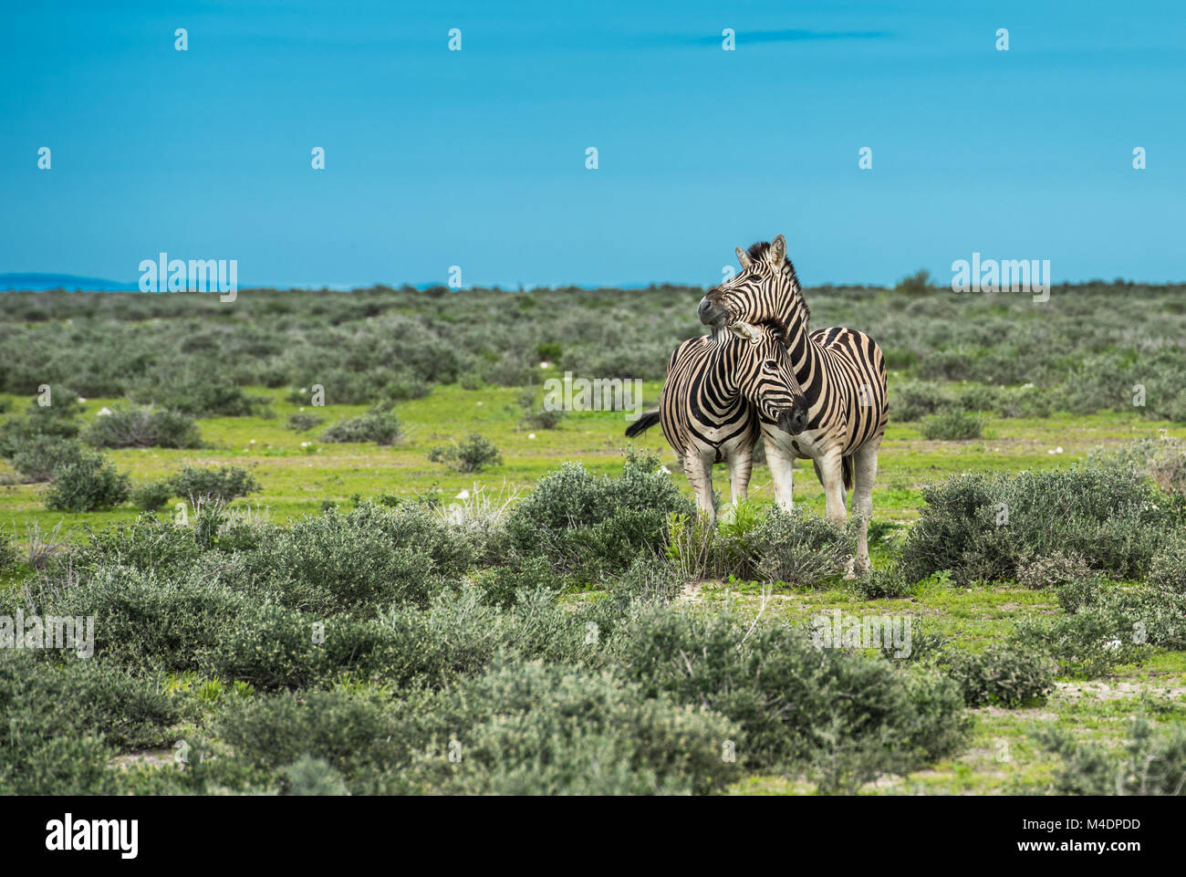 Les zèbres dans le parc national d'Etosha, Namibie Banque D'Images