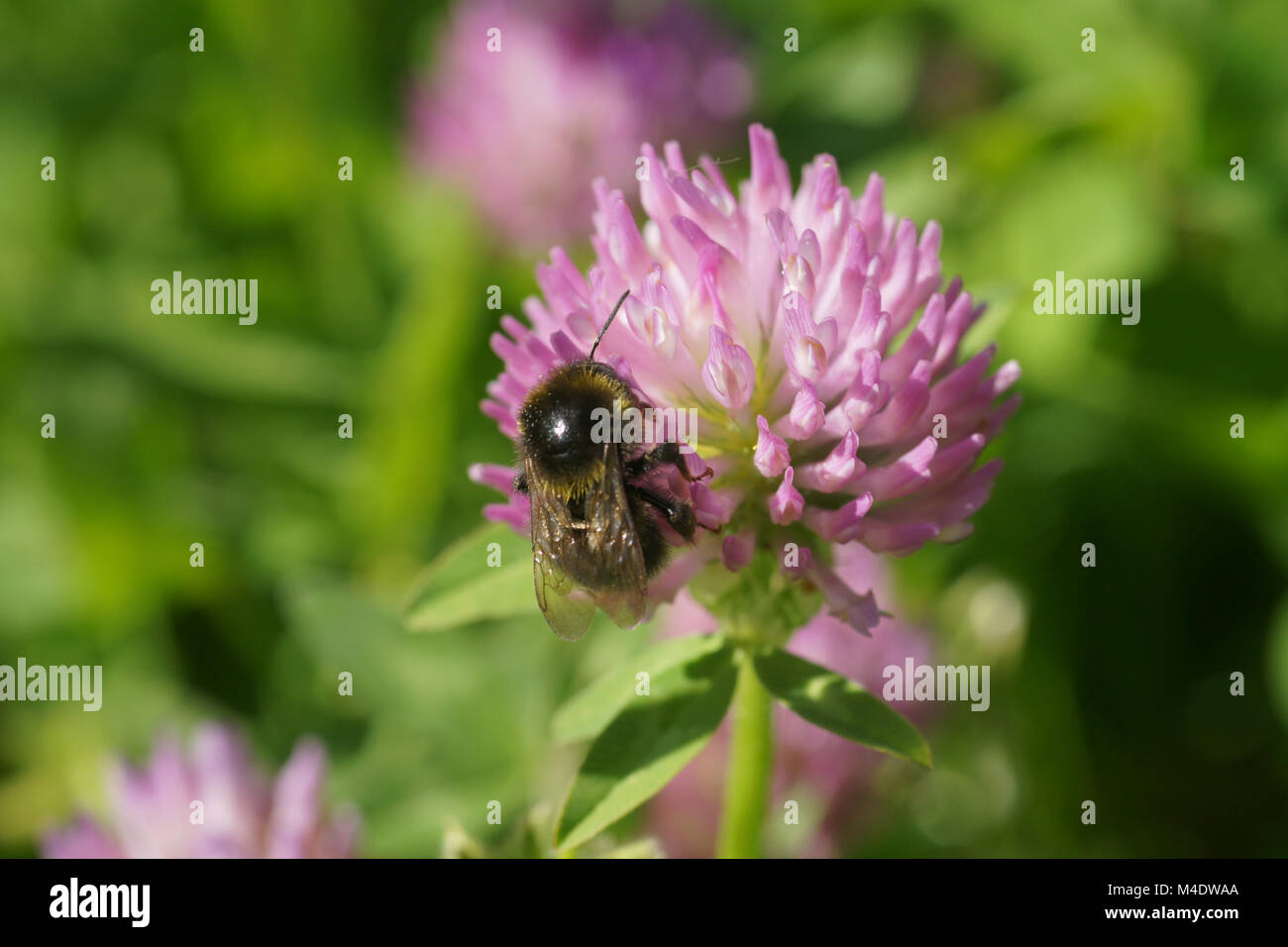 Trifolium pratense, trèfle rouge, avec Bumblebee Banque D'Images
