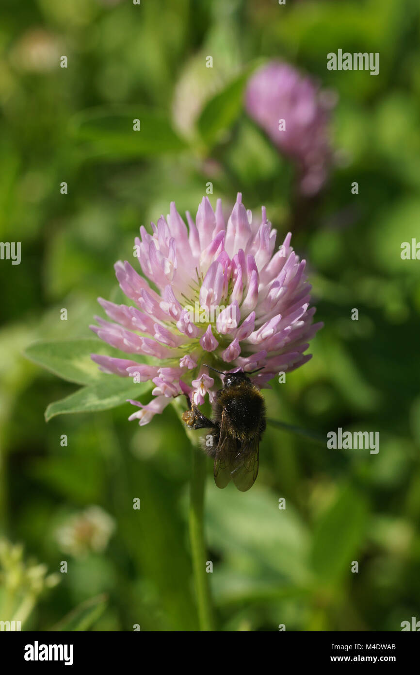 Trifolium pratense, trèfle rouge, avec Bumblebee Banque D'Images
