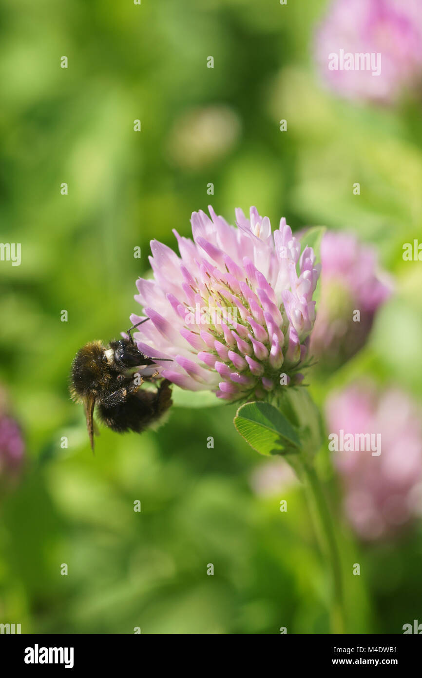 Trifolium pratense, trèfle rouge, avec Bumblebee Banque D'Images