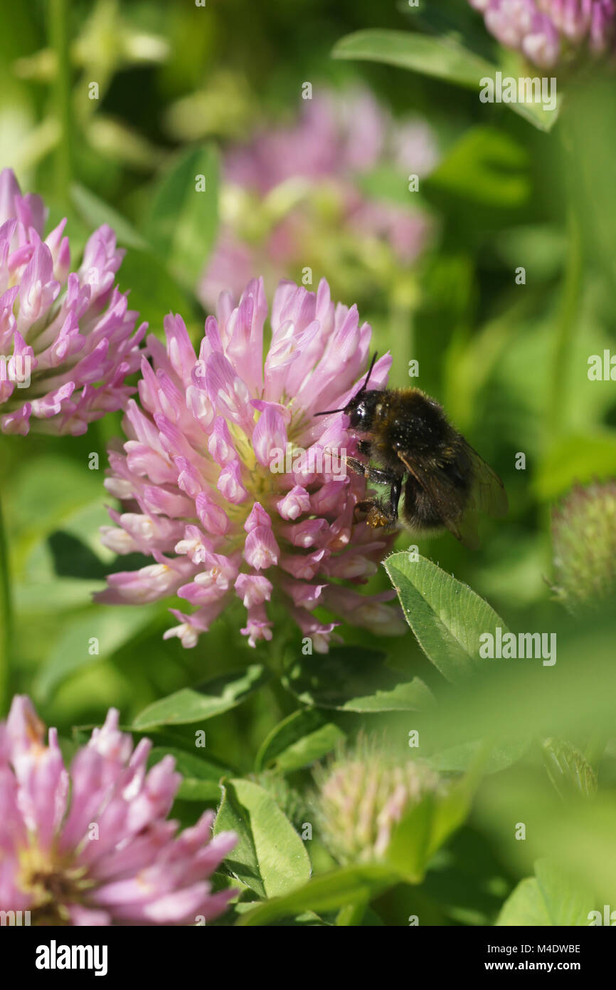 Trifolium pratense, trèfle rouge, avec Bumblebee Banque D'Images