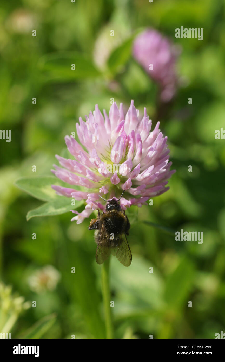 Trifolium pratense, trèfle rouge, avec Bumblebee Banque D'Images