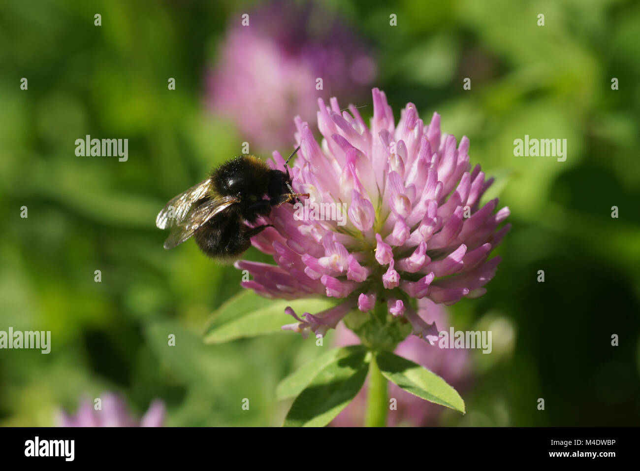 Trifolium pratense, trèfle rouge, avec Bumblebee Banque D'Images
