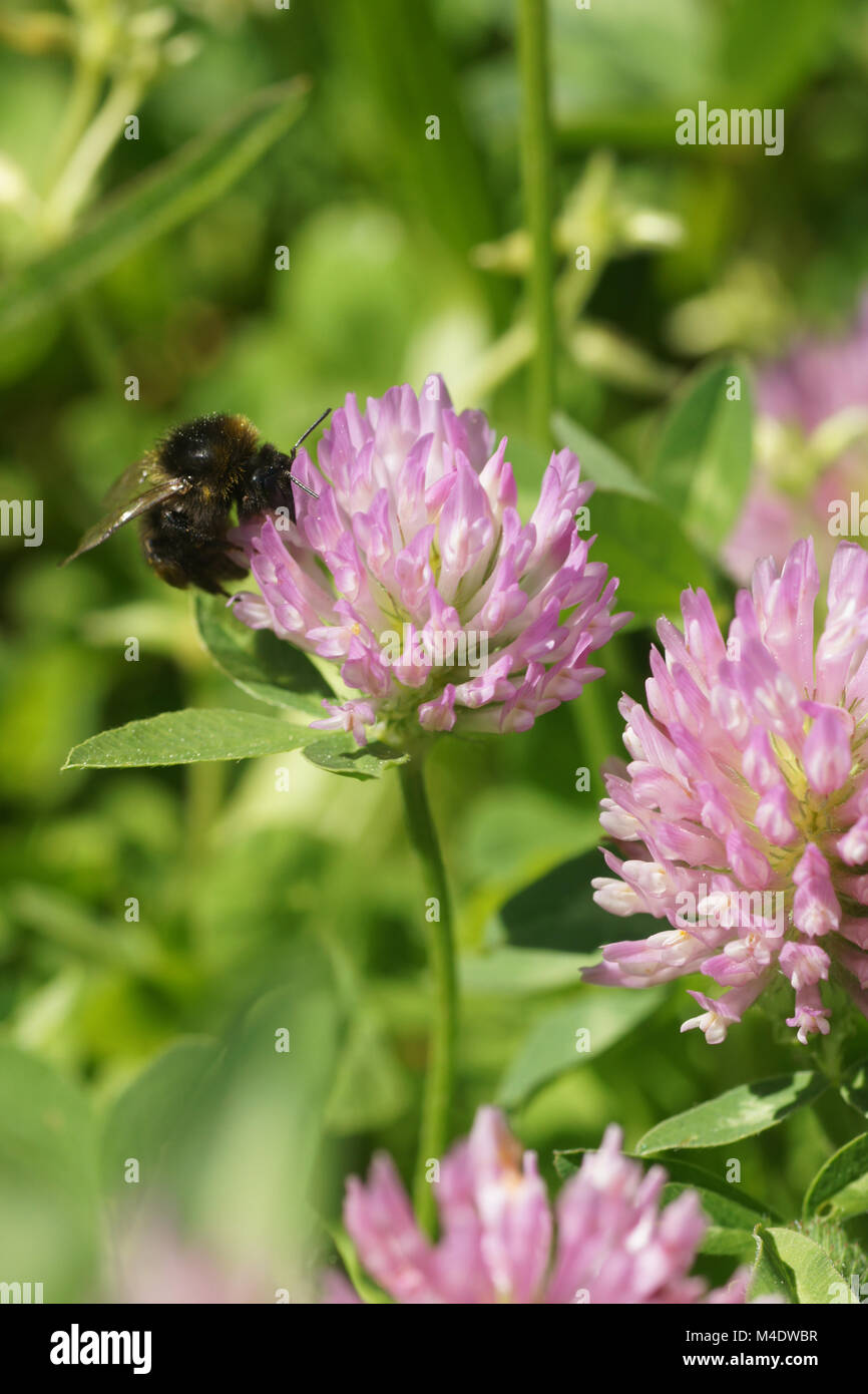 Trifolium pratense, trèfle rouge, avec Bumblebee Banque D'Images